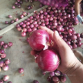 Chinese New season red onion 5-7cm / China fresh onion import export